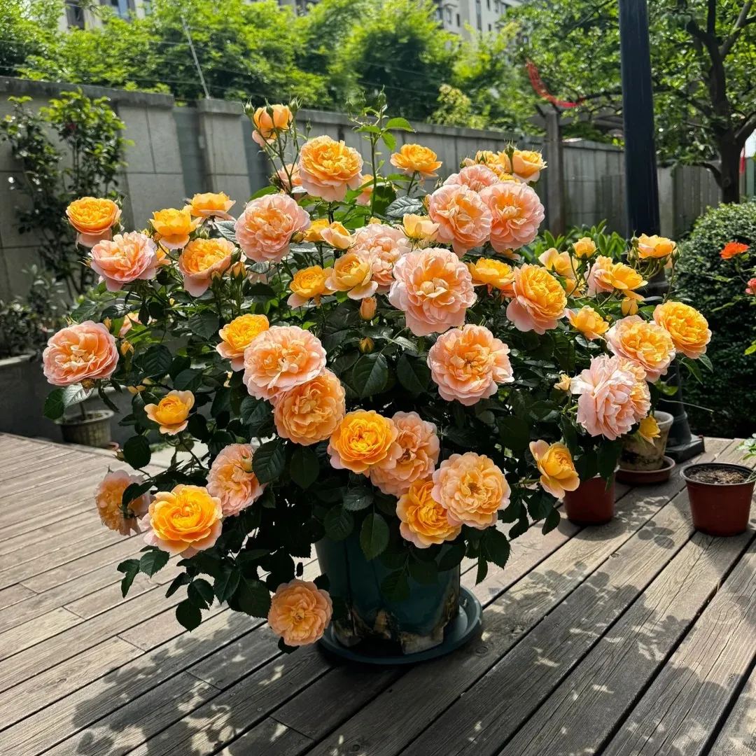 Potted Four Seasons Rose Juice Balcony