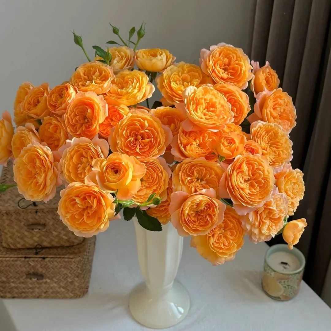 Potted Four Seasons Rose Juice Balcony