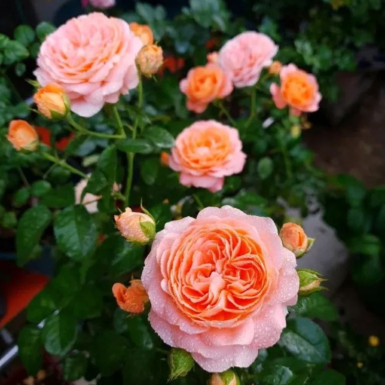 Potted Four Seasons Rose Juice Balcony
