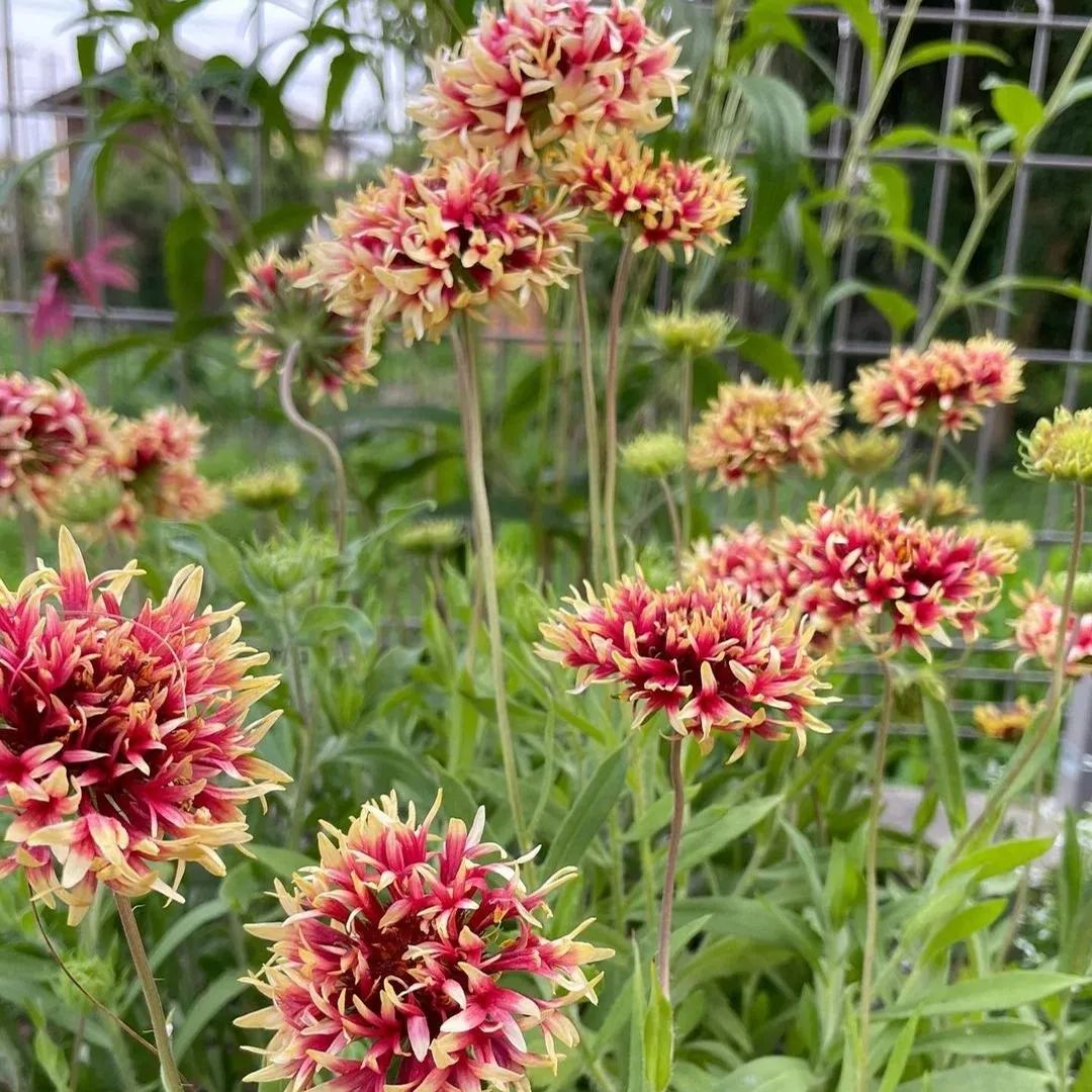 Gaillardia pulchella 'Picta'