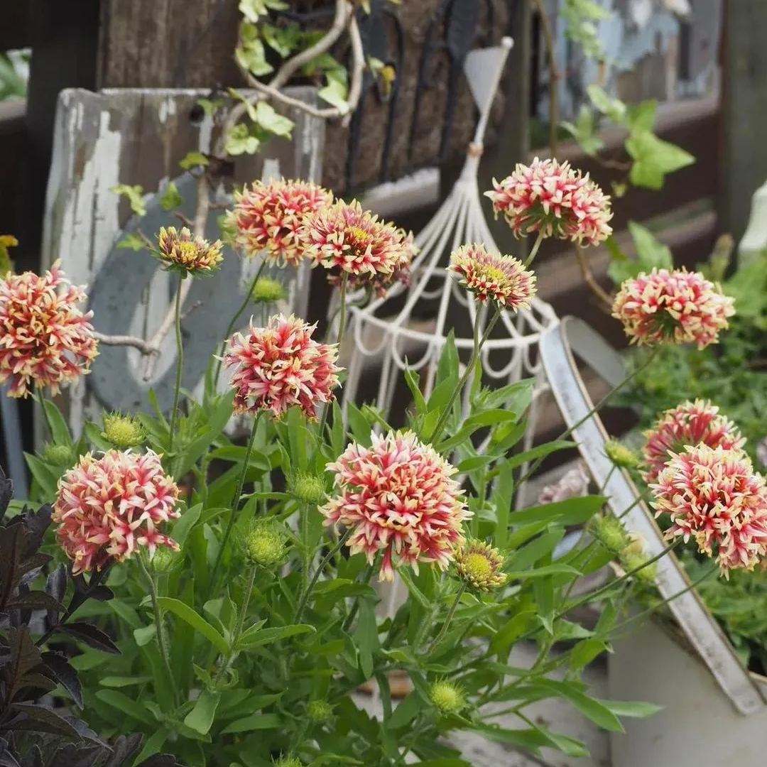 Gaillardia pulchella 'Picta'