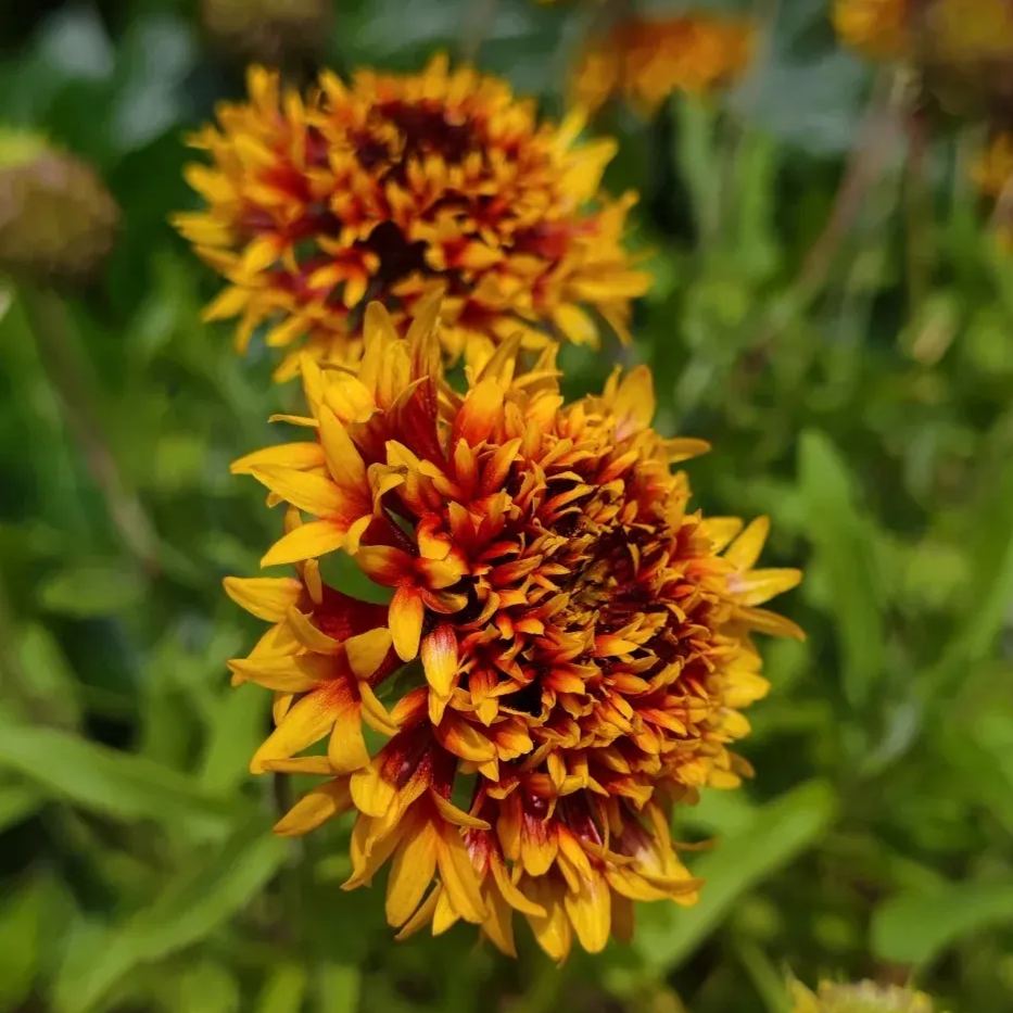 Gaillardia pulchella 'Picta'