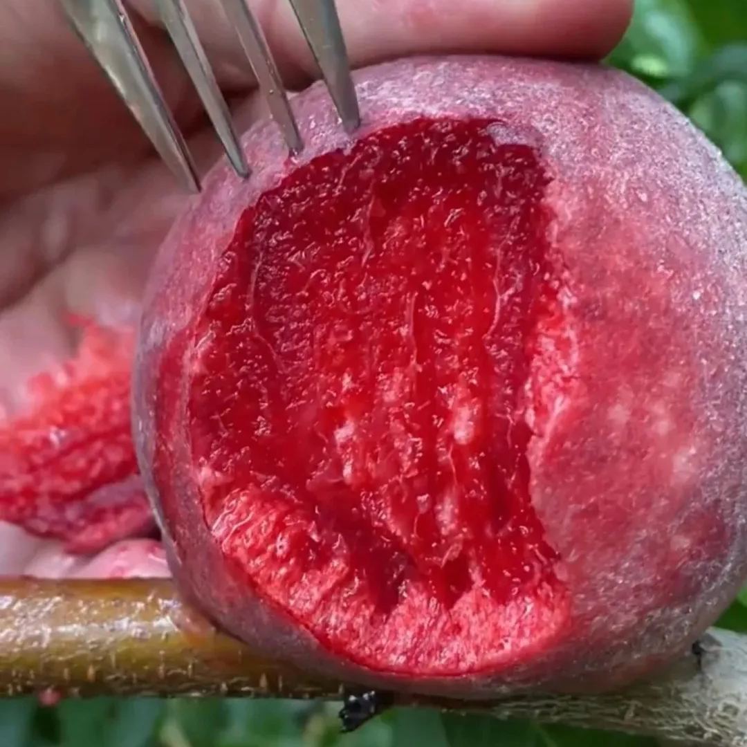 Blood Peach Seeds