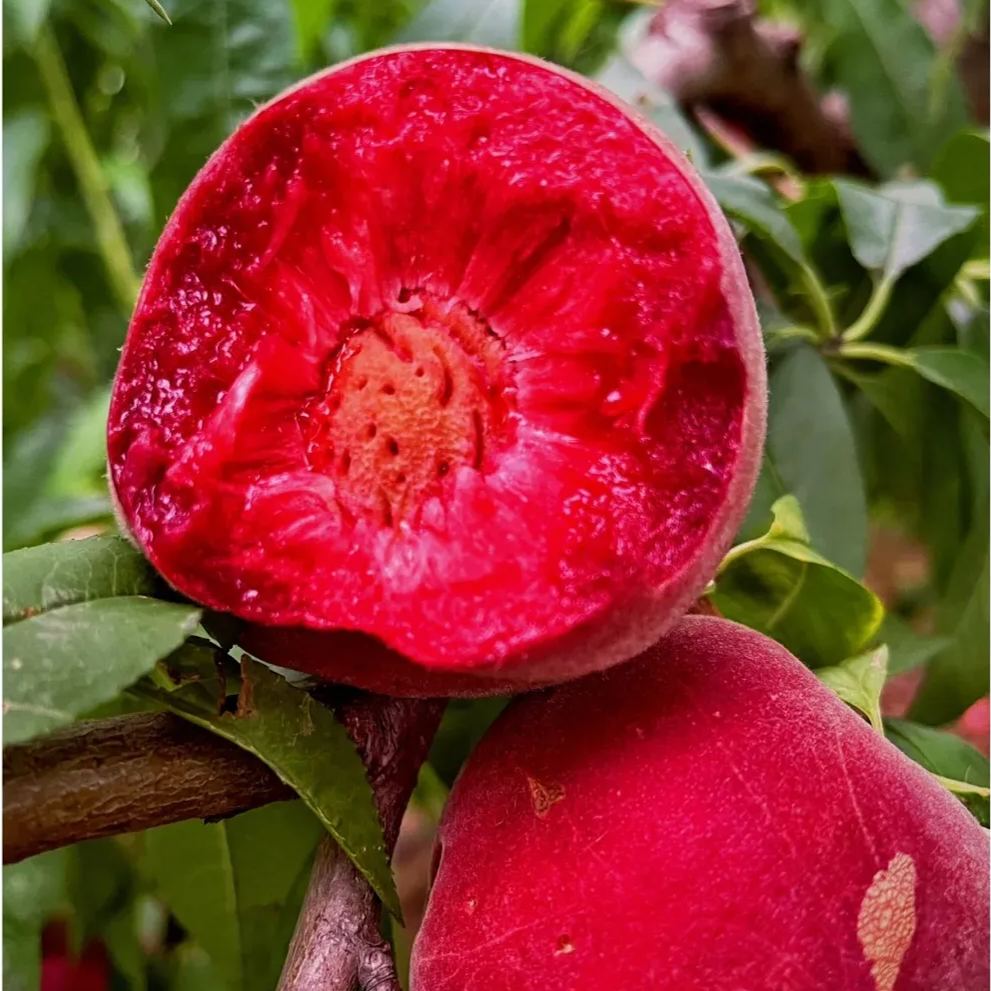 Blood Peach Seeds