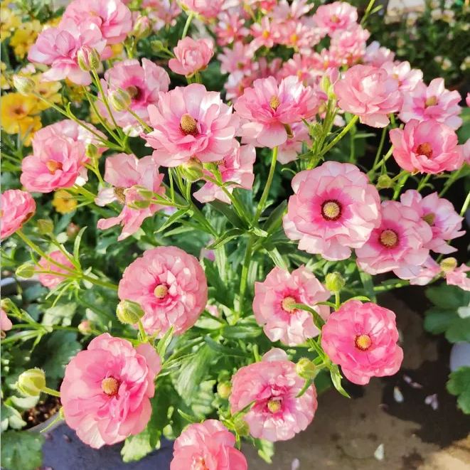 Multicolor Butterfly Ranunculus Seeds