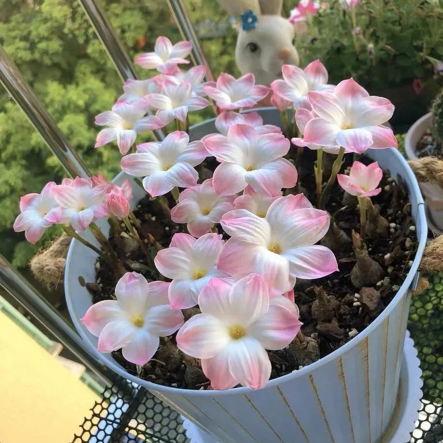 🌺Rainlily Zephyranthes Seeds
