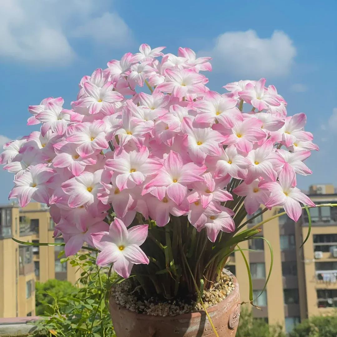 🌺Rainlily Zephyranthes Bulbs