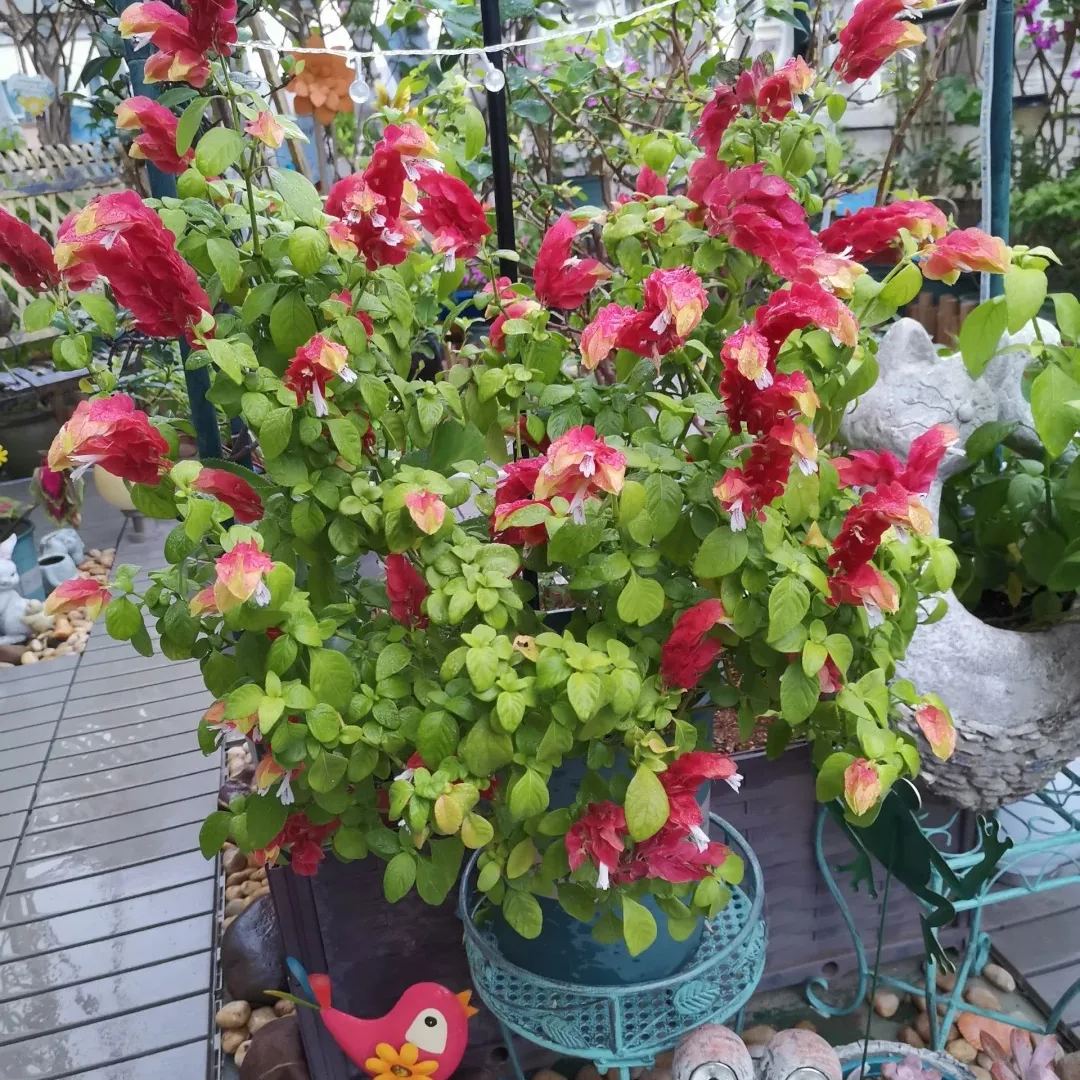 🦐Shrimp Plant