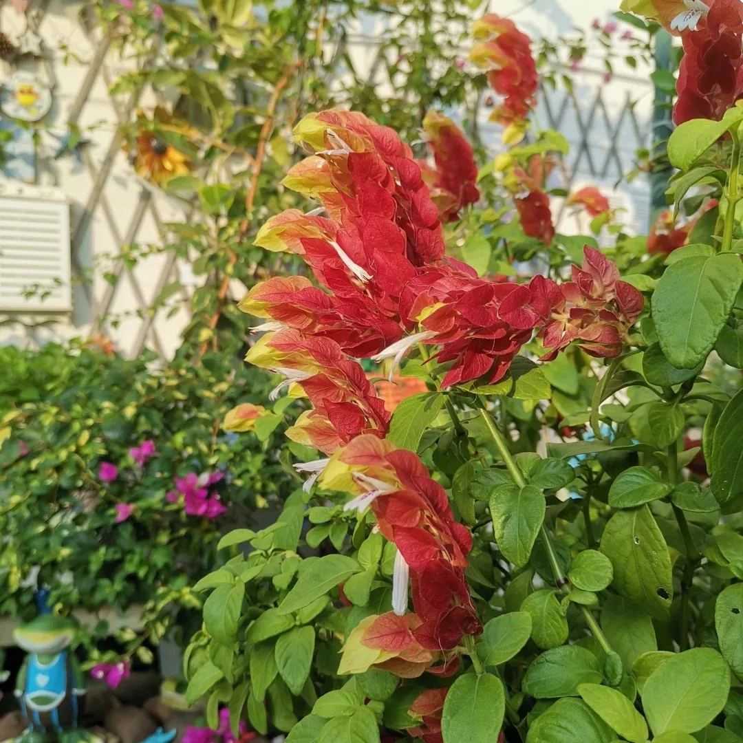 🦐Shrimp Plant