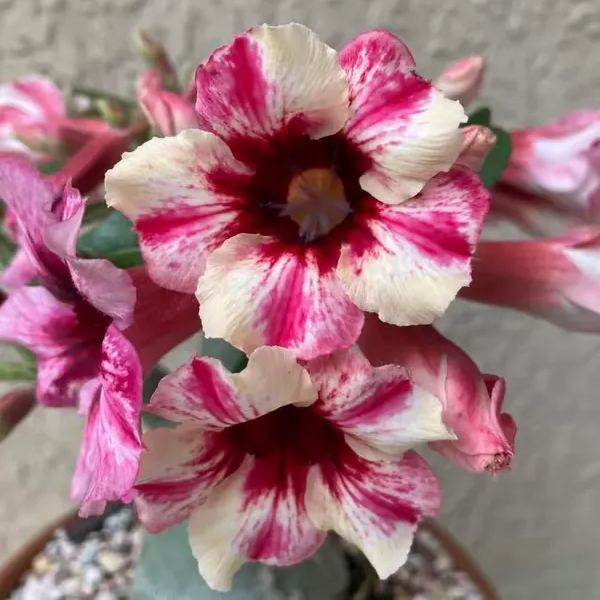 🌵🌹 Dive into Desert Beauty: Desert Rose Seeds for Your Tranquil Haven!-Various Colors🌱Long Flowering Period 🏜️🌺