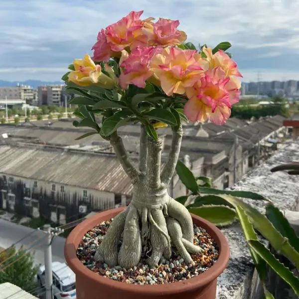 🌵🌹 Dive into Desert Beauty: Desert Rose Seeds for Your Tranquil Haven!-Various Colors🌱Long Flowering Period 🏜️🌺