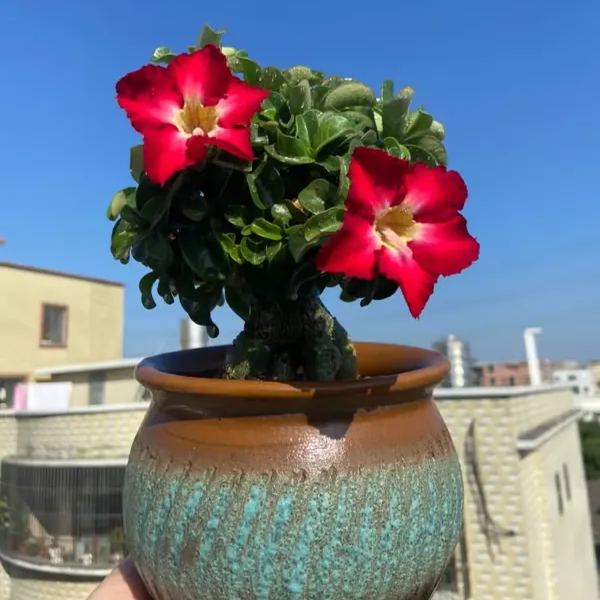 🌵🌹 Dive into Desert Beauty: Desert Rose Seeds for Your Tranquil Haven!-Various Colors🌱Long Flowering Period 🏜️🌺