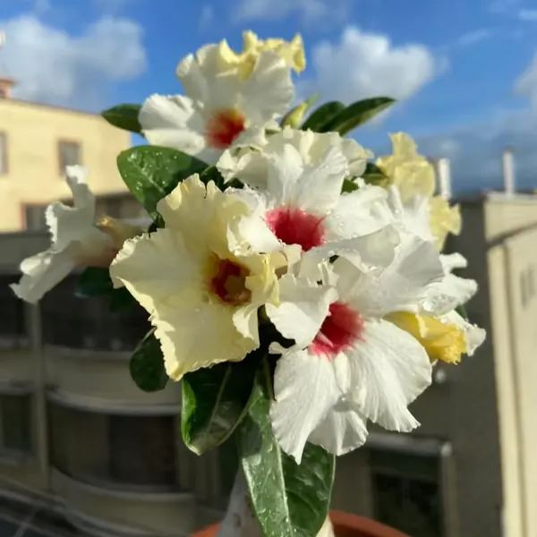 🌵🌹 Dive into Desert Beauty: Desert Rose Seeds for Your Tranquil Haven!-Various Colors🌱Long Flowering Period 🏜️🌺