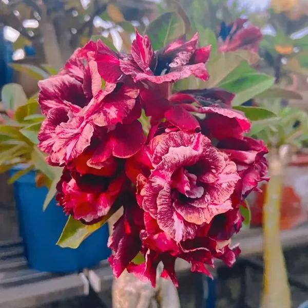 🌵🌹 Dive into Desert Beauty: Desert Rose Seeds for Your Tranquil Haven!-Various Colors🌱Long Flowering Period 🏜️🌺