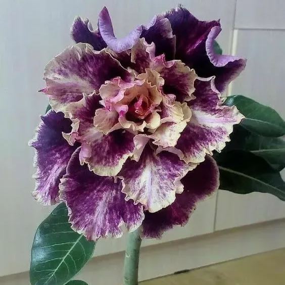 🌵🌹 Dive into Desert Beauty: Desert Rose Seeds for Your Tranquil Haven!-Various Colors🌱Long Flowering Period 🏜️🌺