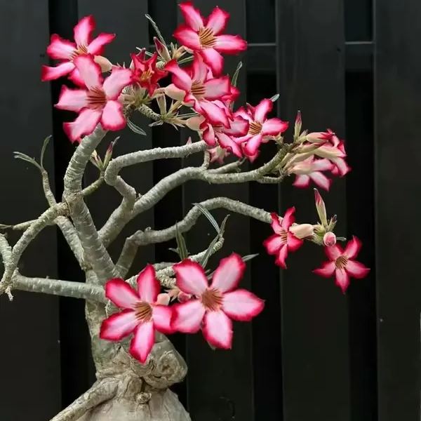 🌵🌹 Dive into Desert Beauty: Desert Rose Seeds for Your Tranquil Haven!-Various Colors🌱Long Flowering Period 🏜️🌺