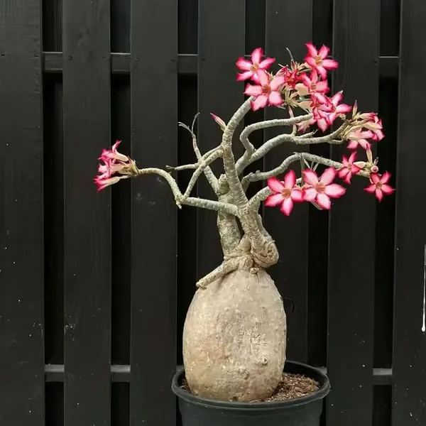 🌵🌹 Dive into Desert Beauty: Desert Rose Seeds for Your Tranquil Haven!-Various Colors🌱Long Flowering Period 🏜️🌺