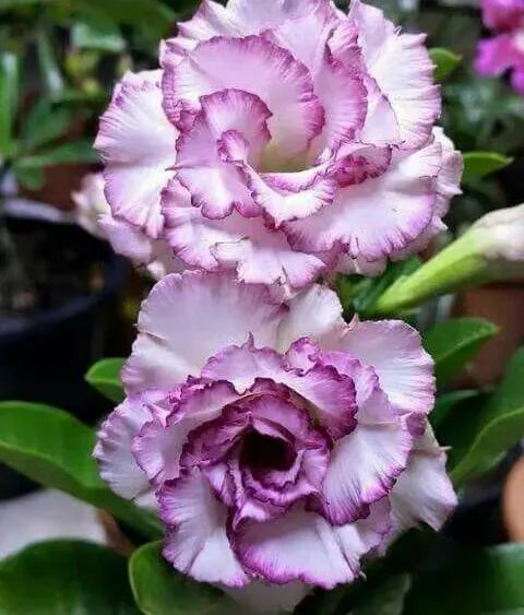 🌵🌹 Dive into Desert Beauty: Desert Rose Seeds for Your Tranquil Haven!-Various Colors🌱Long Flowering Period 🏜️🌺
