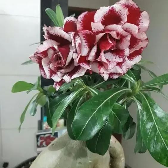 🌵🌹 Dive into Desert Beauty: Desert Rose Seeds for Your Tranquil Haven!-Various Colors🌱Long Flowering Period 🏜️🌺