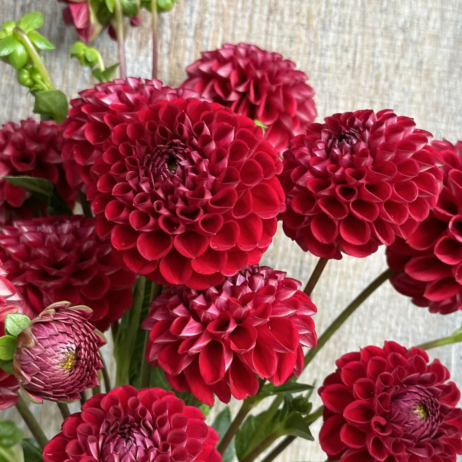 [Copy]🎅Santa Claus Dahlia Seeds