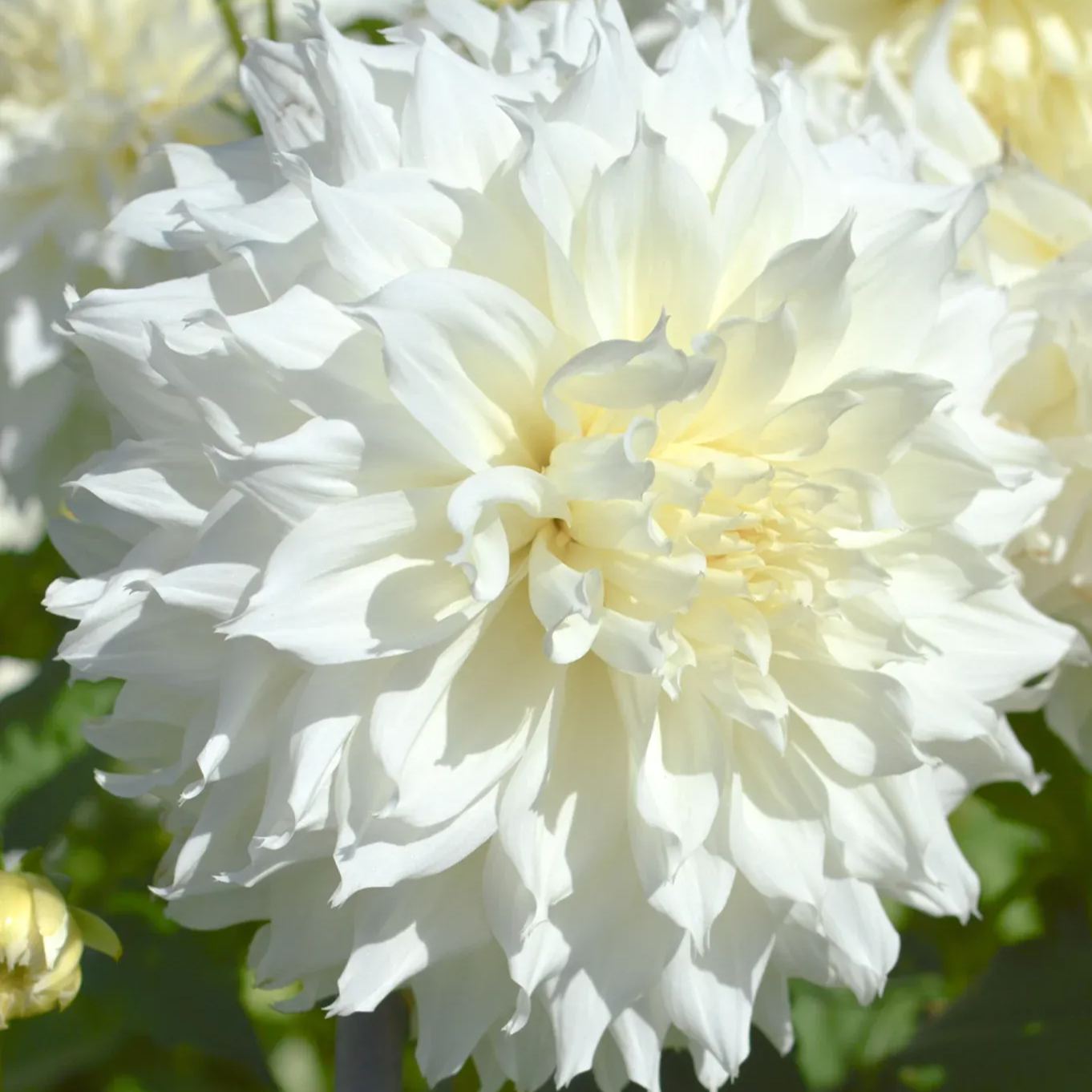 White Perfection Dahlia Seeds