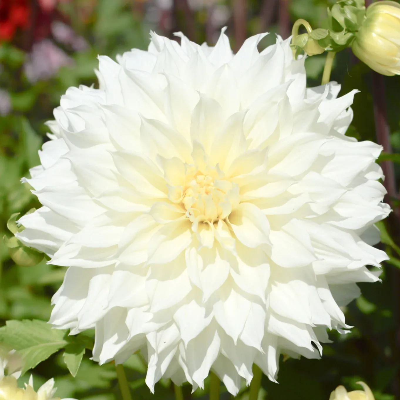 White Perfection Dahlia Seeds