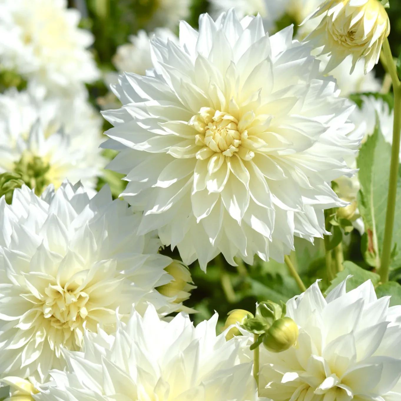 White Perfection Dahlia Seeds