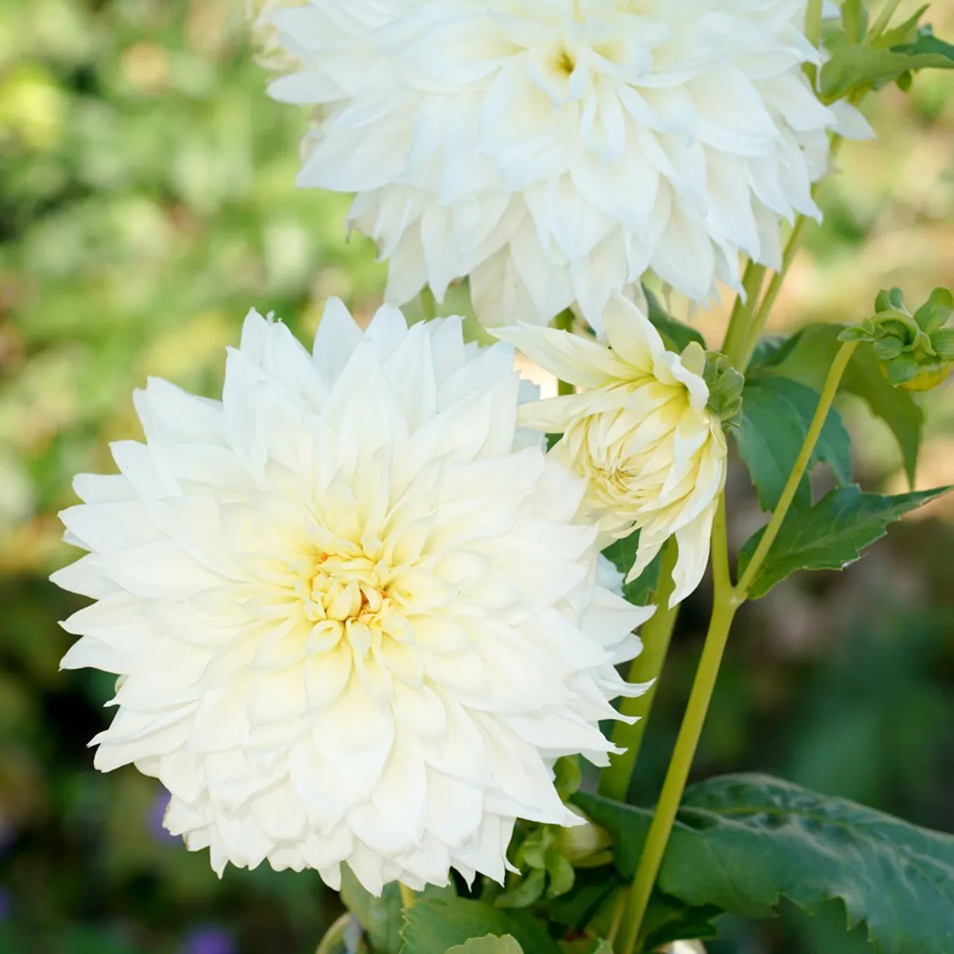 White Perfection Dahlia Seeds