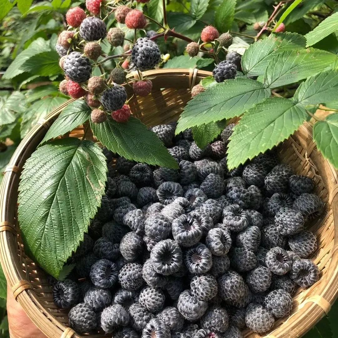 Everbearing Raspberry Organic Natural Seeds