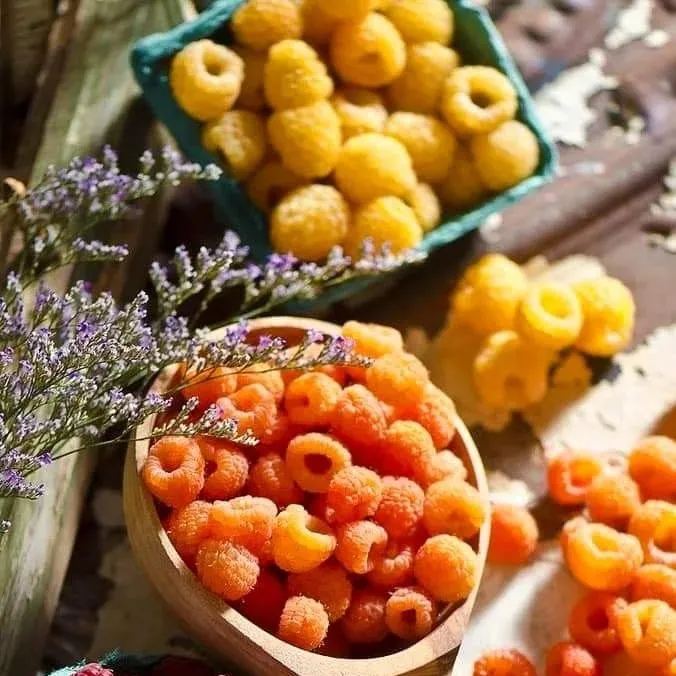 Everbearing Raspberry Organic Natural Seeds