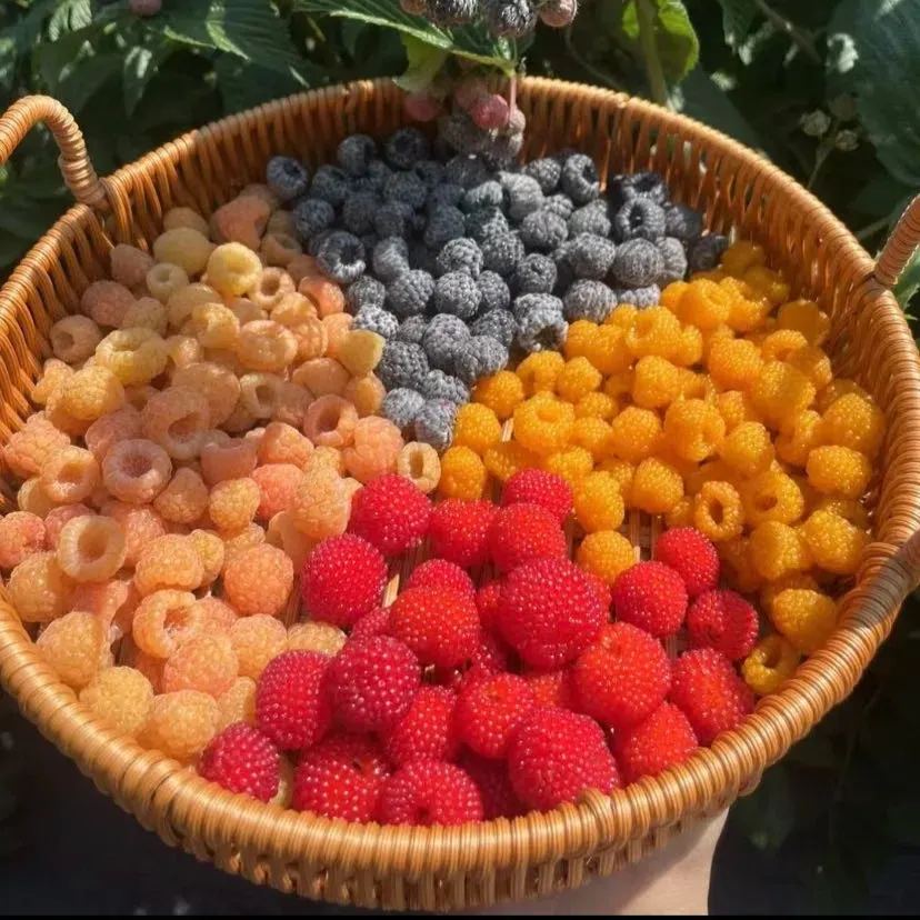 Everbearing Raspberry Organic Natural Seeds