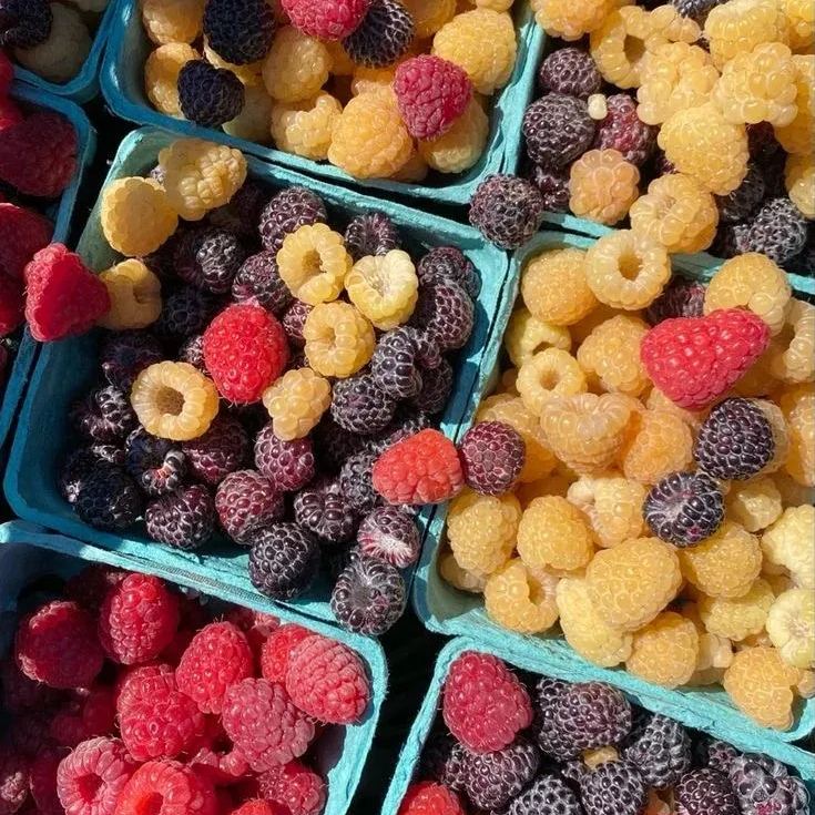 Everbearing Raspberry Organic Natural Seeds