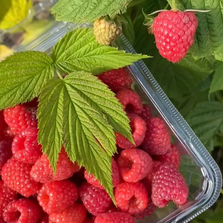Everbearing Raspberry Organic Natural Seeds