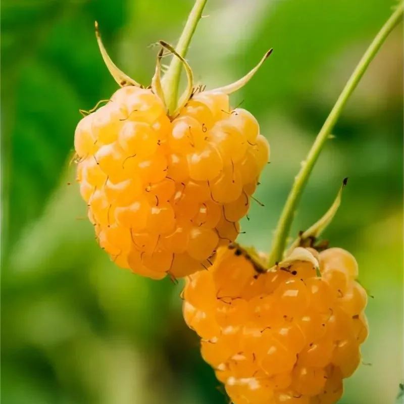 Everbearing Raspberry Organic Natural Seeds