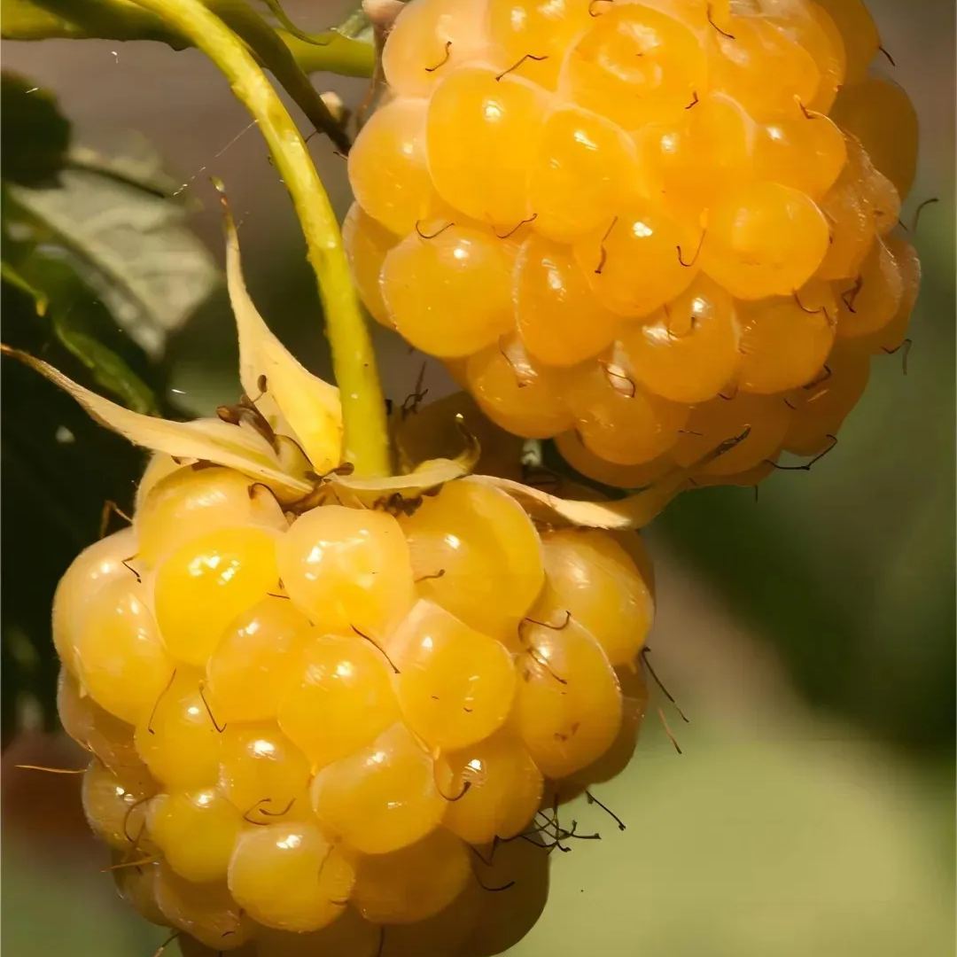 Everbearing Raspberry Organic Natural Seeds