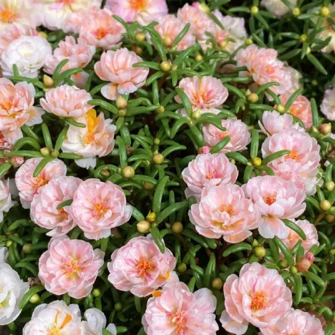 🌹Rare Varieties Moss Rose Purslane Double Flowered Seeds — Immortal Flower