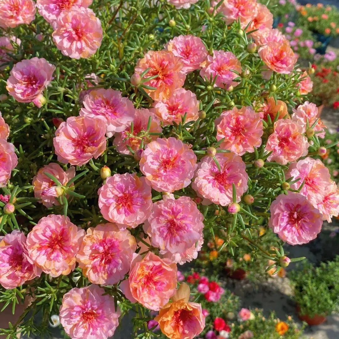 🌹Rare Varieties Moss Rose Purslane Double Flowered Seeds — Immortal Flower
