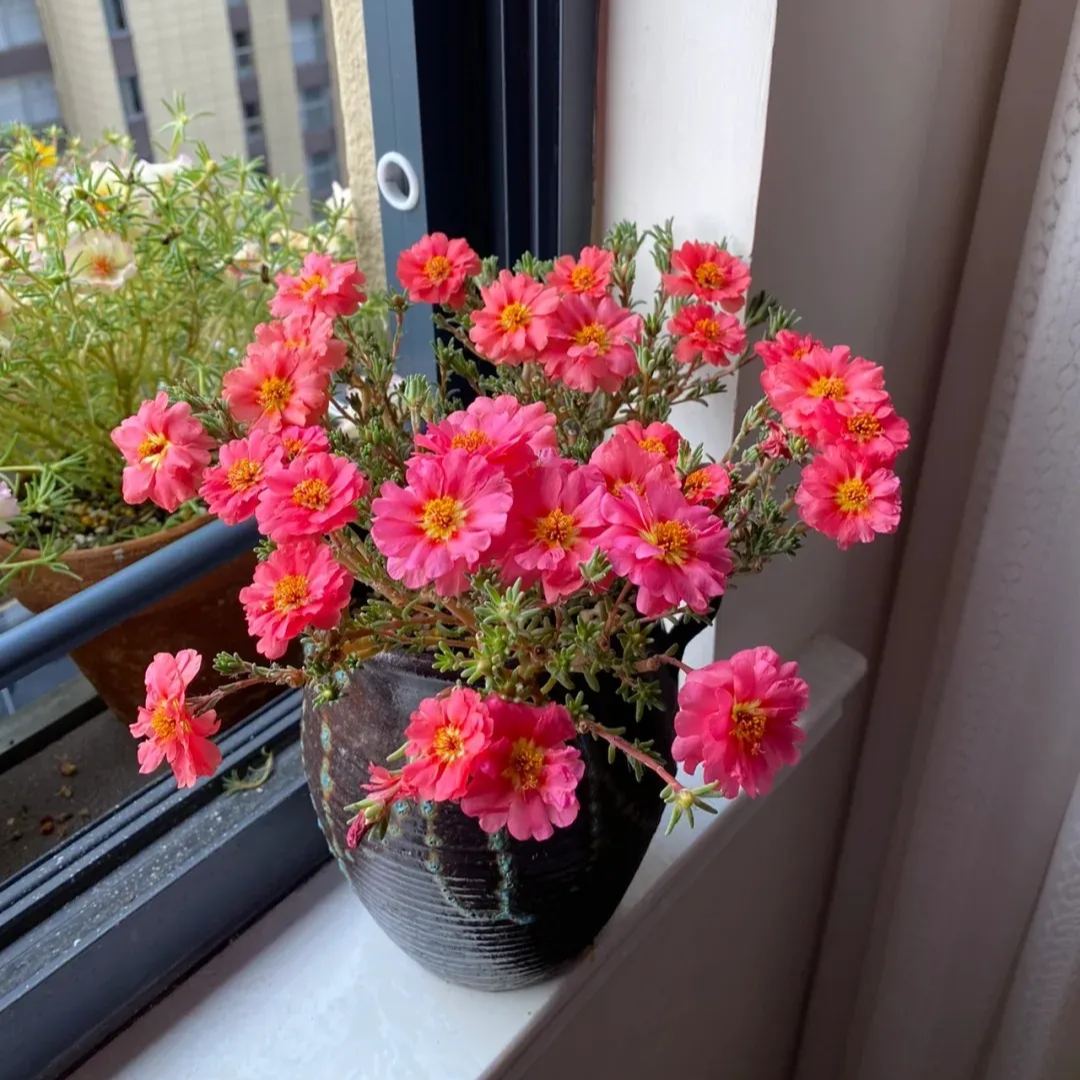 🌹Rare Varieties Moss Rose Purslane Double Flowered Seeds — Immortal Flower