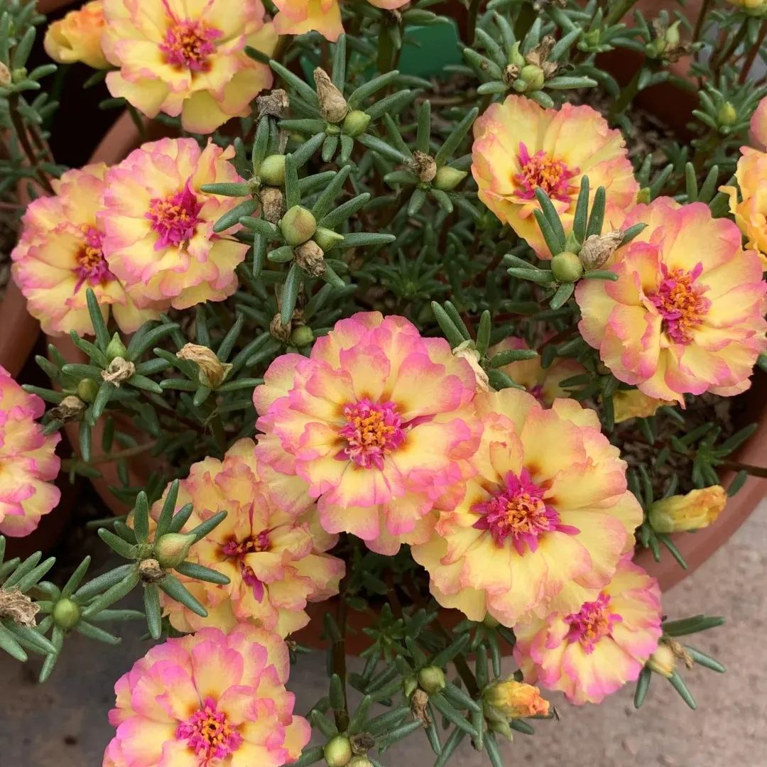 🌹Rare Varieties Moss Rose Purslane Double Flowered Seeds — Immortal Flower