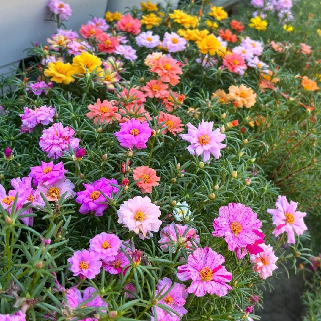🌹Rare Varieties Moss Rose Purslane Double Flowered Seeds — Immortal Flower