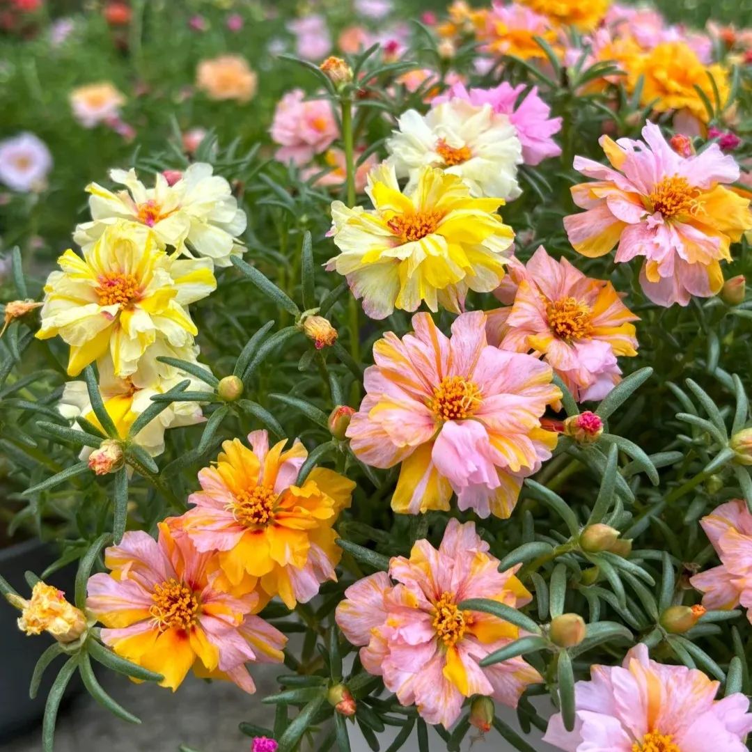 🌹Rare Varieties Moss Rose Purslane Double Flowered Seeds — Immortal Flower