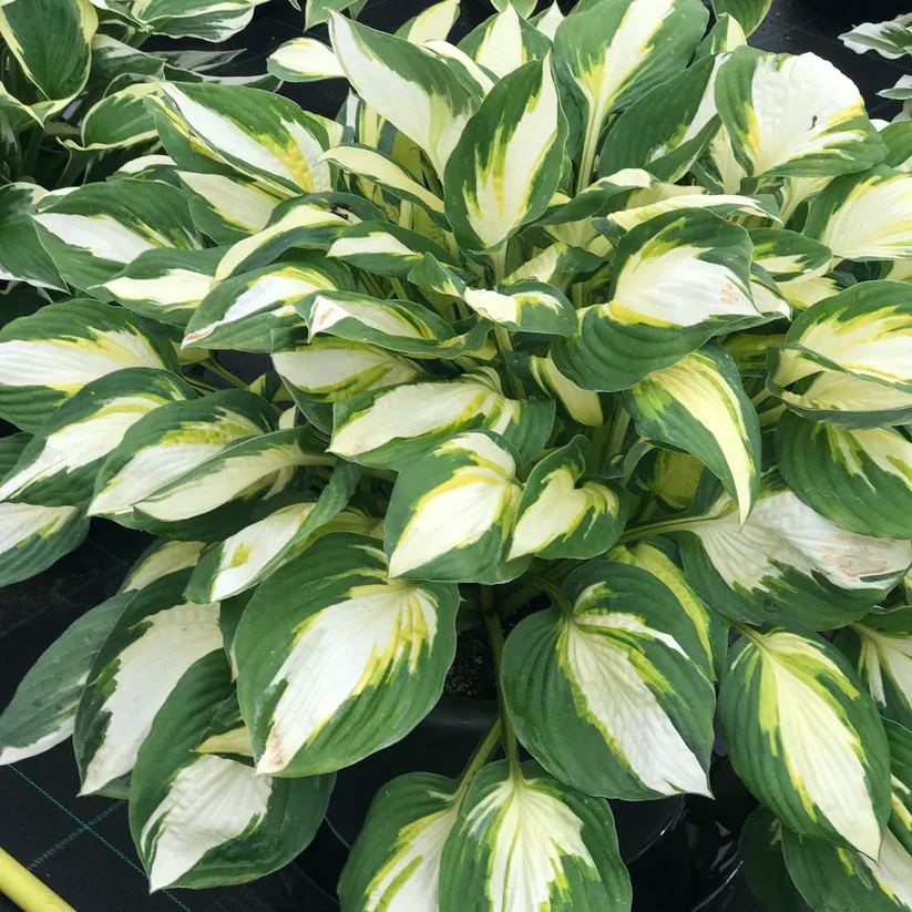 Rare Hosta Seeds🌿✨