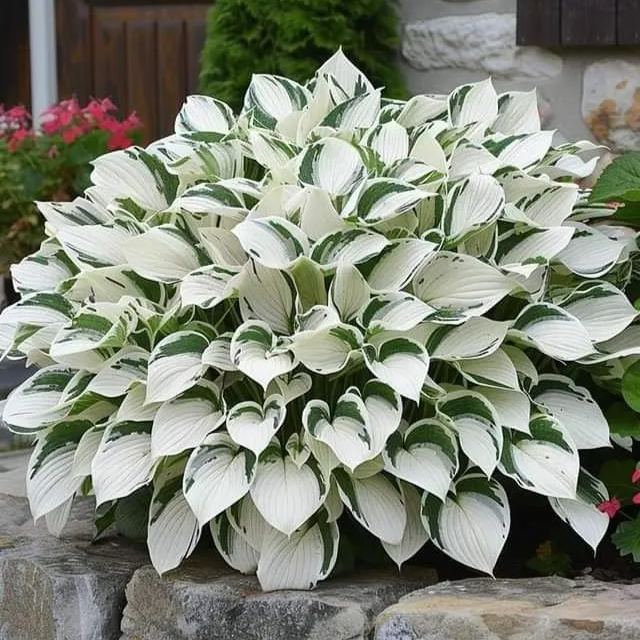 Mutilcolor Hosta Seeds