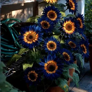 🔥Midnight Blaze Sunflower🌠