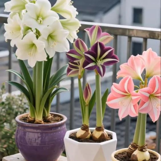 Double-Petaled Perfume Amaryllis Bulbs