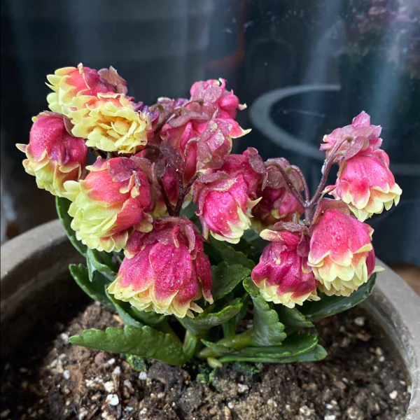 Beach Bells-Kalanchoe manginii Wendy Sunny Balloon