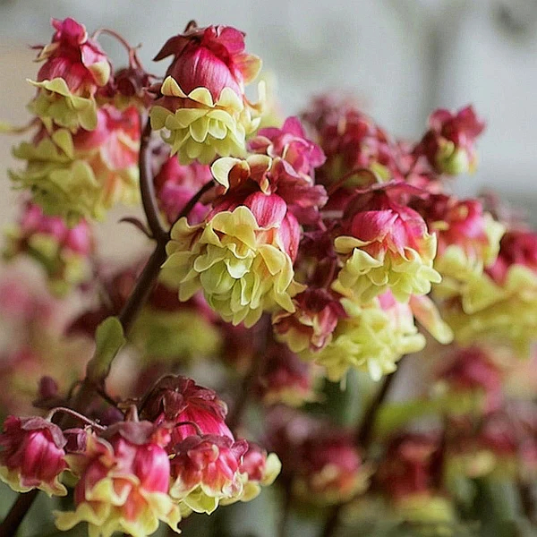 Beach Bells-Kalanchoe manginii Wendy Sunny Balloon