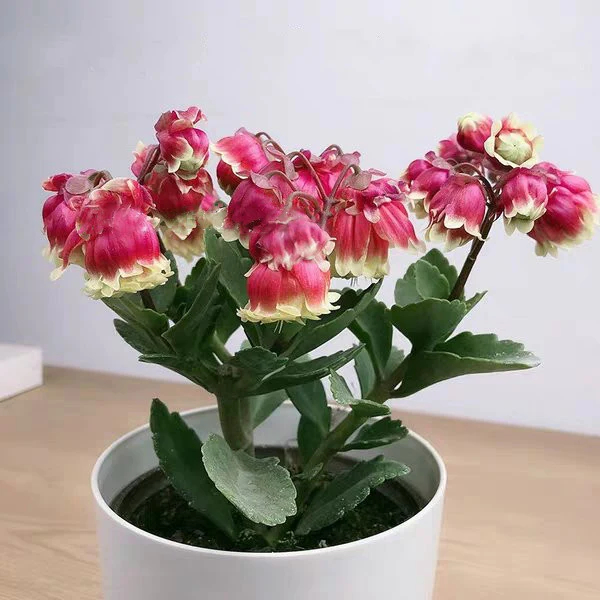 Beach Bells-Kalanchoe manginii Wendy Sunny Balloon
