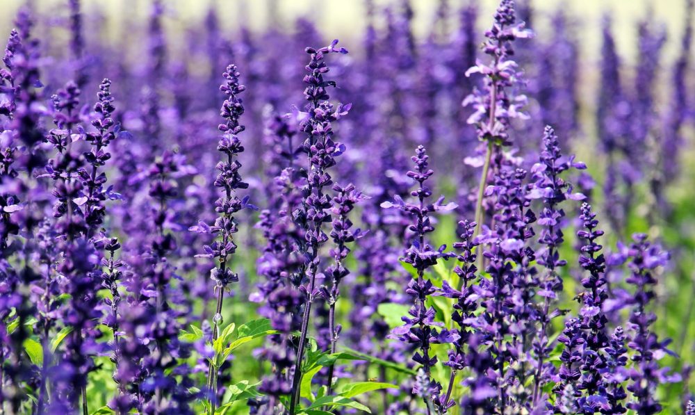 Dr. Lavender's Guide to Growing Lavender | Flower Magazine
