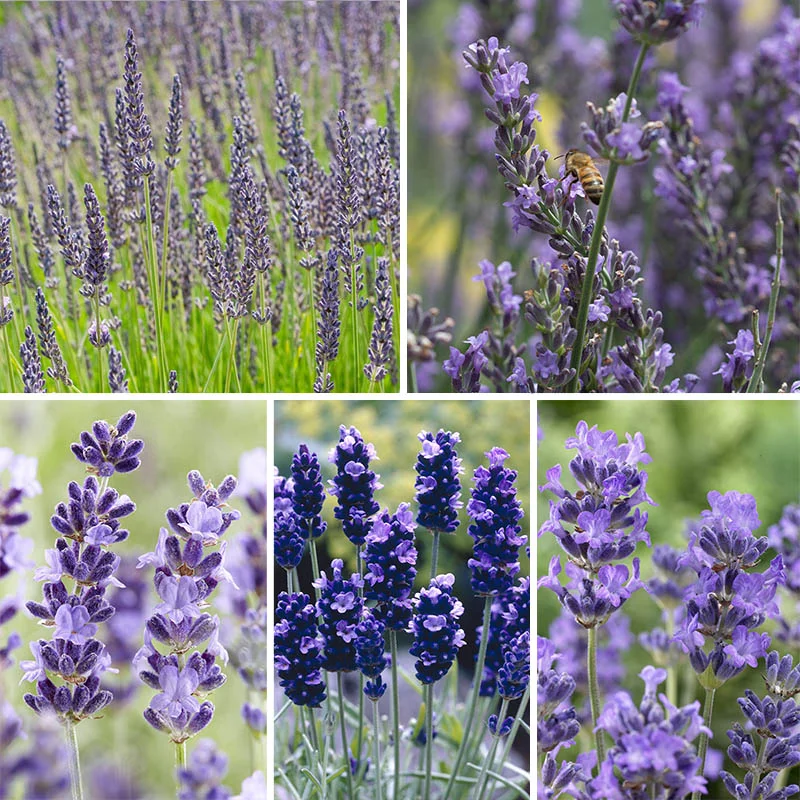 Lavender Seeds Long Blooming